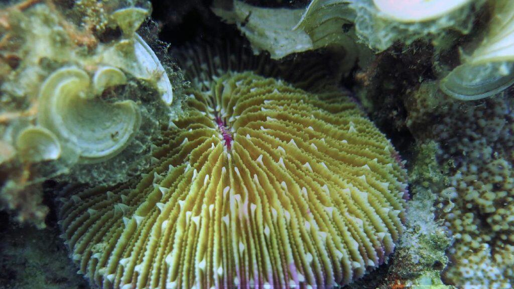 Protection of the Environment and Disaster Response